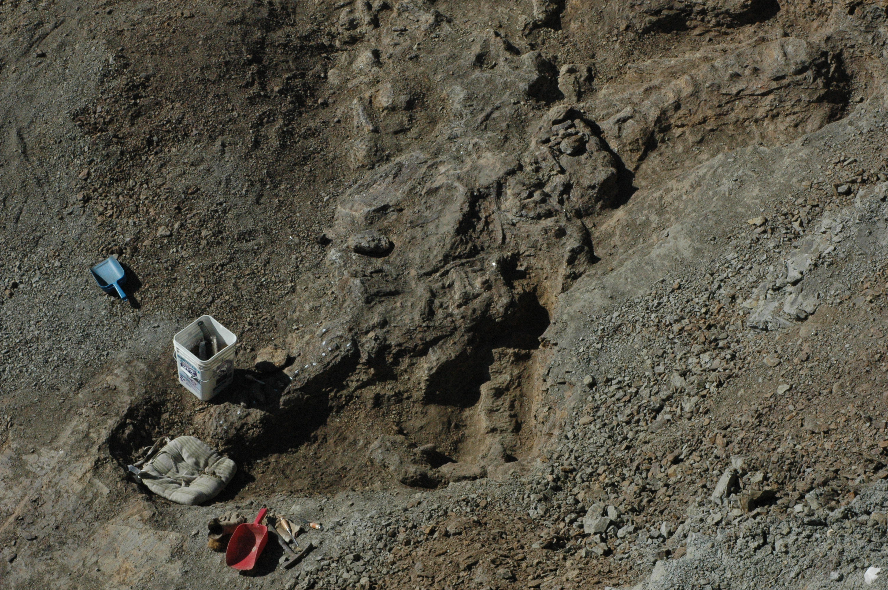 Camptosaurus skeleton